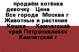 продаём котёнка девочку › Цена ­ 6 500 - Все города, Москва г. Животные и растения » Кошки   . Камчатский край,Петропавловск-Камчатский г.